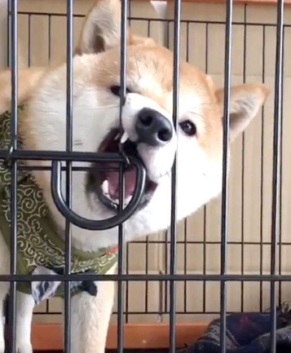 ケージにハマる豆柴