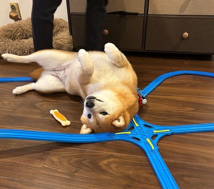 プラレールの上でくつろぐいちちゃん