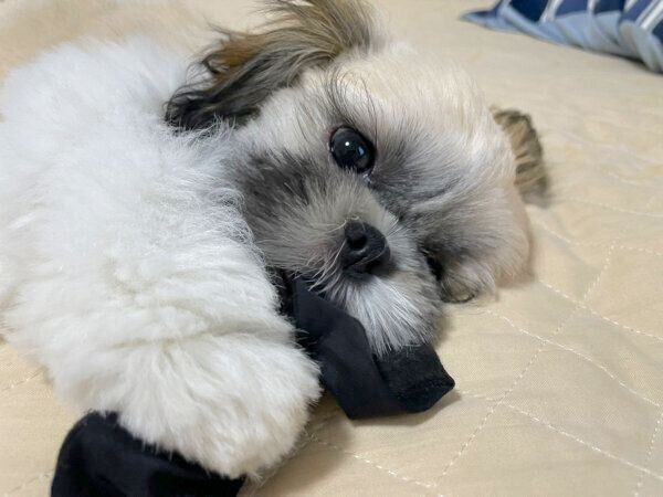 靴下で遊ぶおはぎちゃん