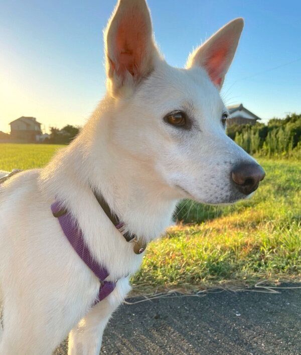 お散歩を楽しむハクちゃん