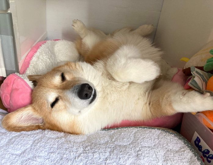 眠るベルちゃん