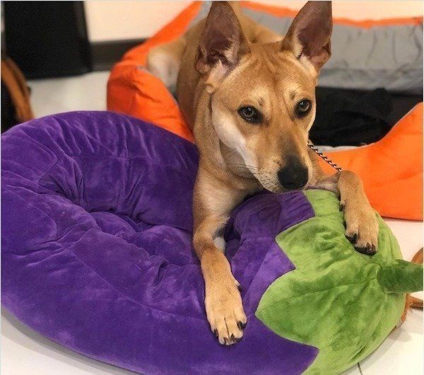 ニトリのクッション