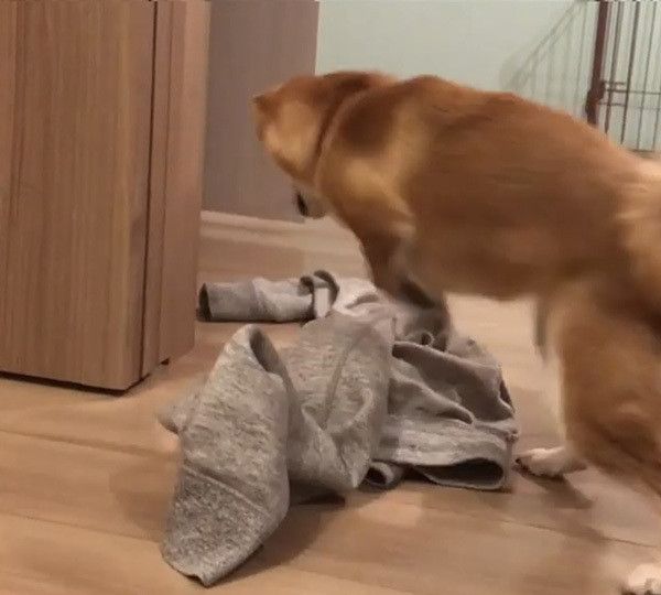 豆柴のにこちゃん