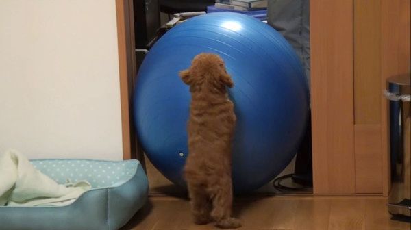 バランスボール