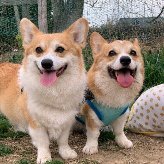 犬の健康診断前の絶食はなぜ必要? 検査前にごはんを抜く理由 いぬのきもち