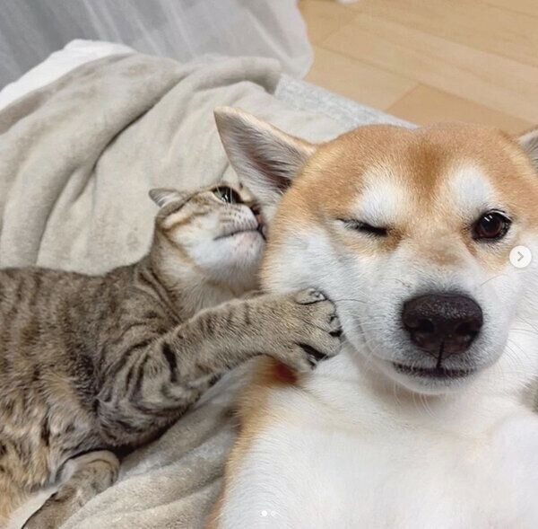 くっつくHaluくん、Mugiくん