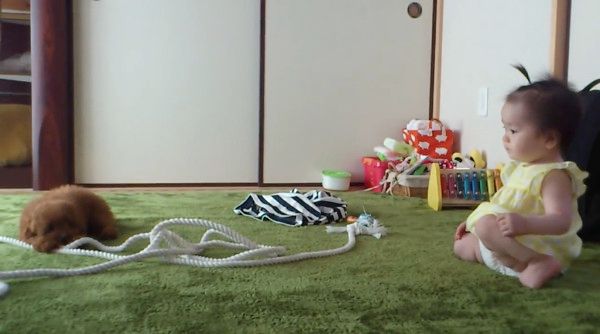 赤ちゃんとトイ・プードル