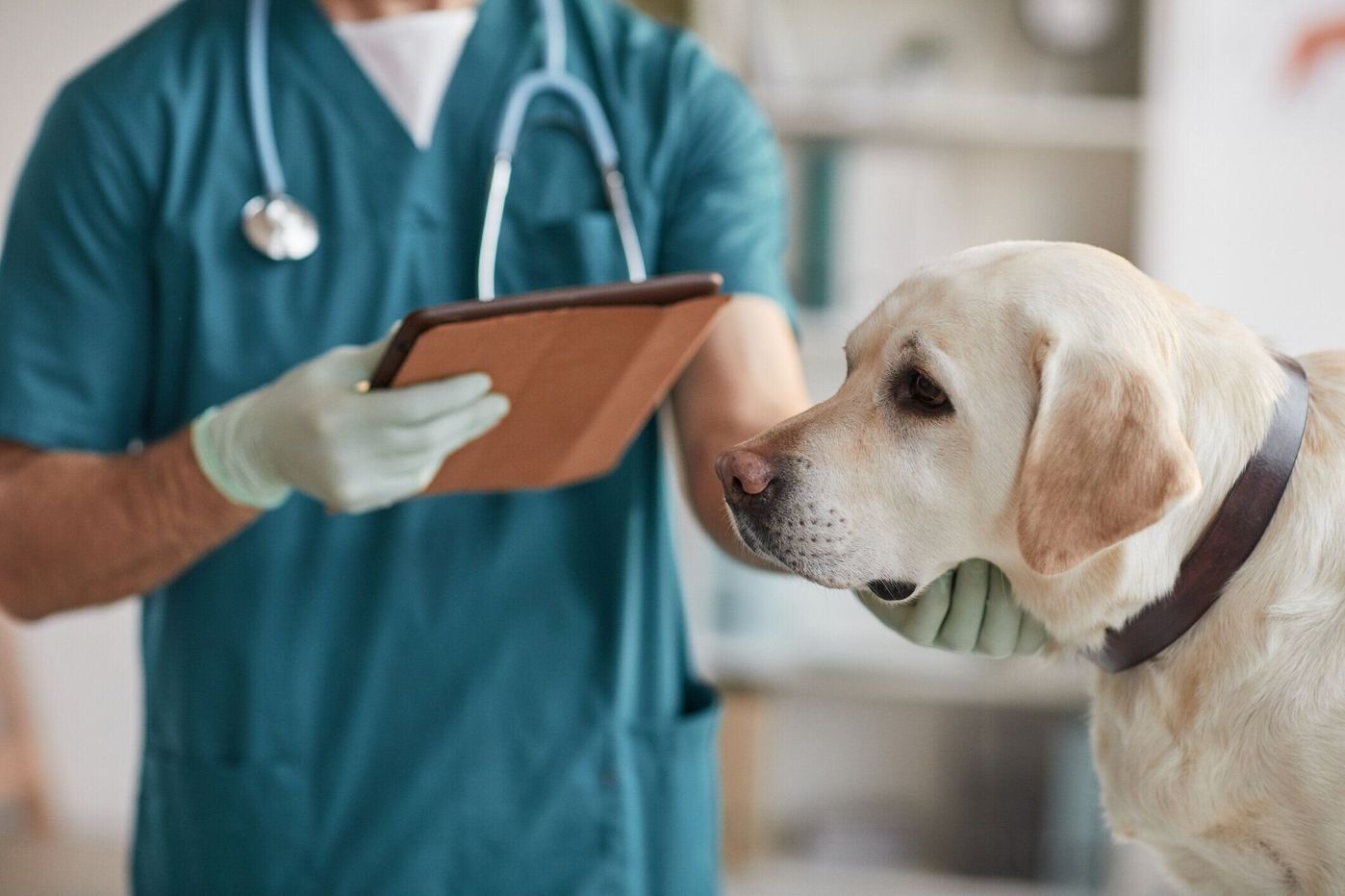 獣医師監修 犬のイボやしこりの種類と悪性 良性 色 形の特徴 治療法を解説 いぬのきもちweb Magazine 獣医師監修 犬のイボやしこりの種類と悪性 良性 色 形の特徴 治療法を解説 いぬのきもちweb Magazine