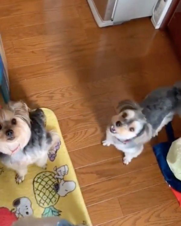 レタスをゲットしようとする犬