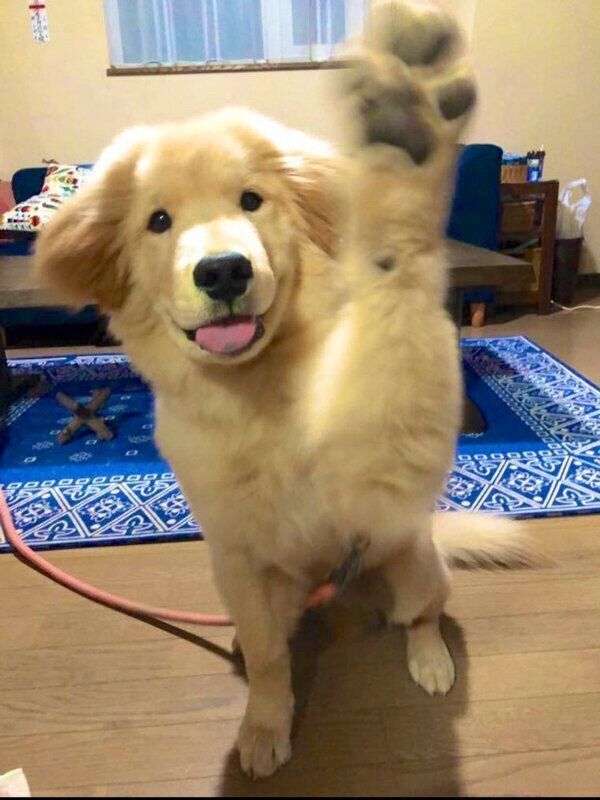 元気にオテをするディッパーくん