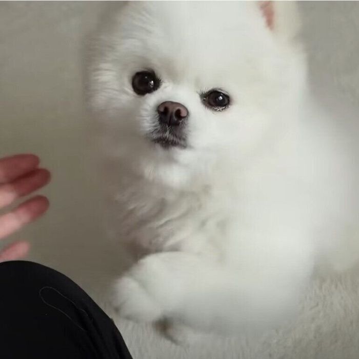 飼い主さんのひざをチョイチョイするマヨちゃん