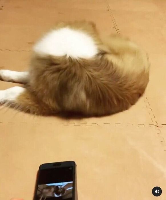 まったりするミックくん