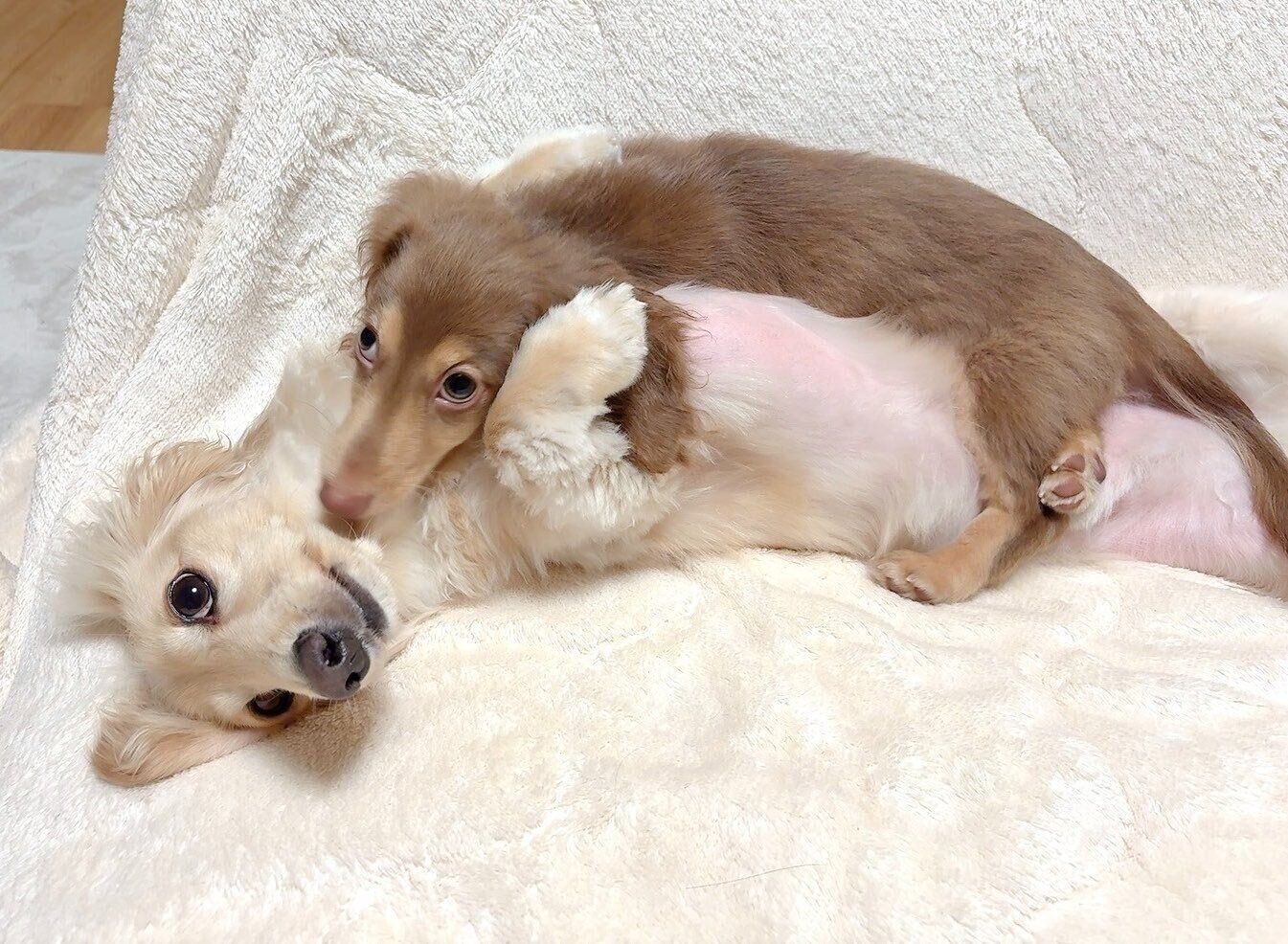 別の日の愛犬たちの様子　かわいすぎる