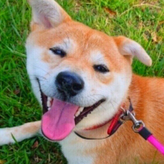 笑顔で散歩する柴犬