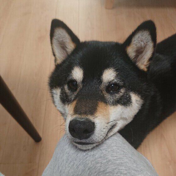 犬が食べてもOK？それとも危険？夏の果物一覧