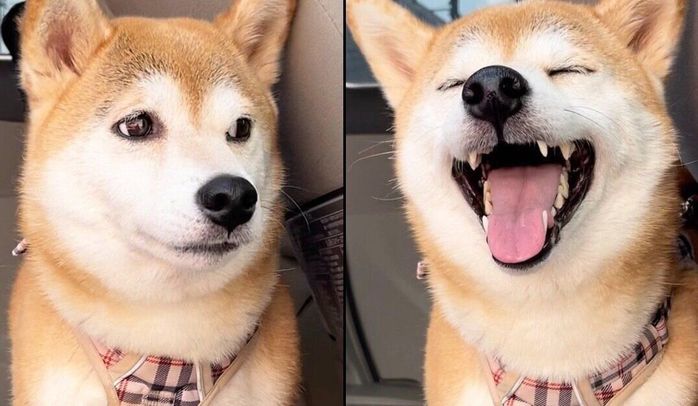 表情の差がスゴいももちゃん