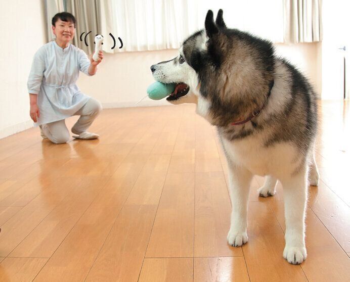 トレーニング中の犬