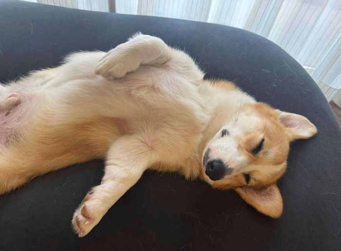 ヘソ天で眠るぽにくん