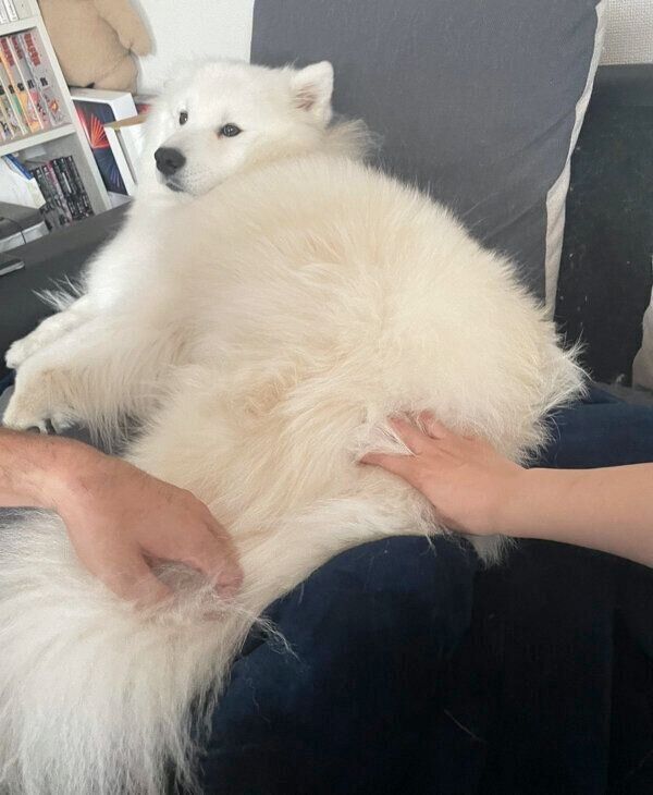 ナデナデ中のソランくん