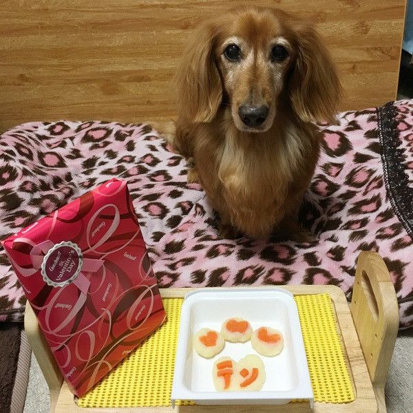 見つめるミニチュア・ダックスフンド