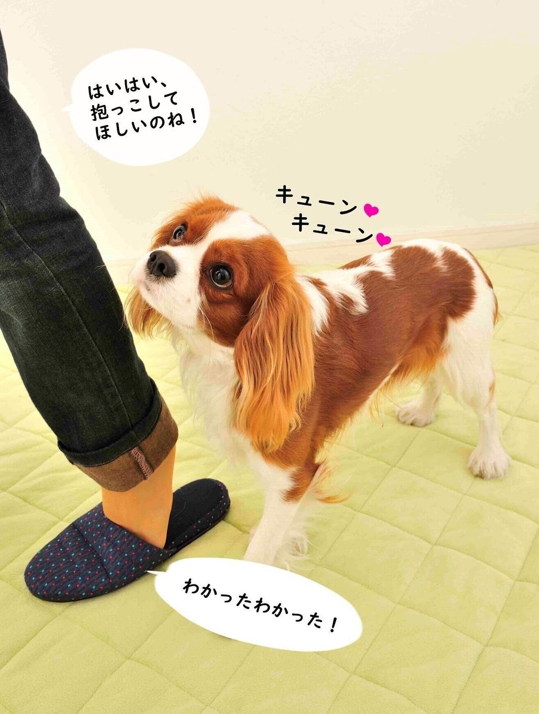 甘えん坊の愛犬を困ったチャンにさせないための2つの掟 いぬのきもちweb Magazine 甘えん坊の愛犬を困ったチャンにさせないための2つの掟 いぬのきもちweb Magazine