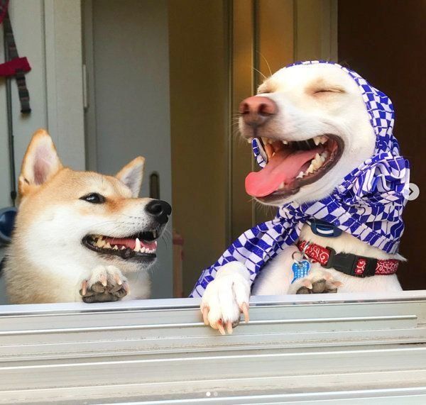 すずちゃんと先住犬のハルちゃん