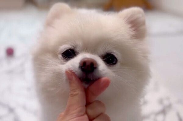 あご乗せするぽんちゃん