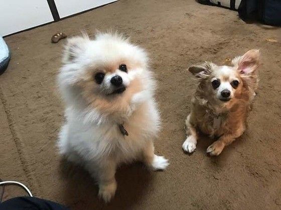 見つめるポメラニアン