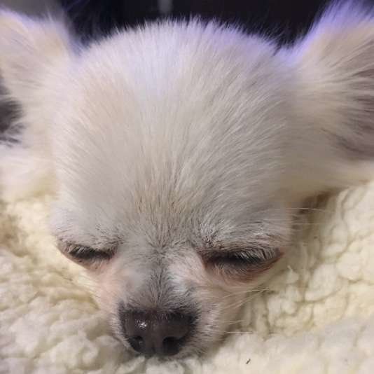 スヤスヤ眠るチワワのイヴ