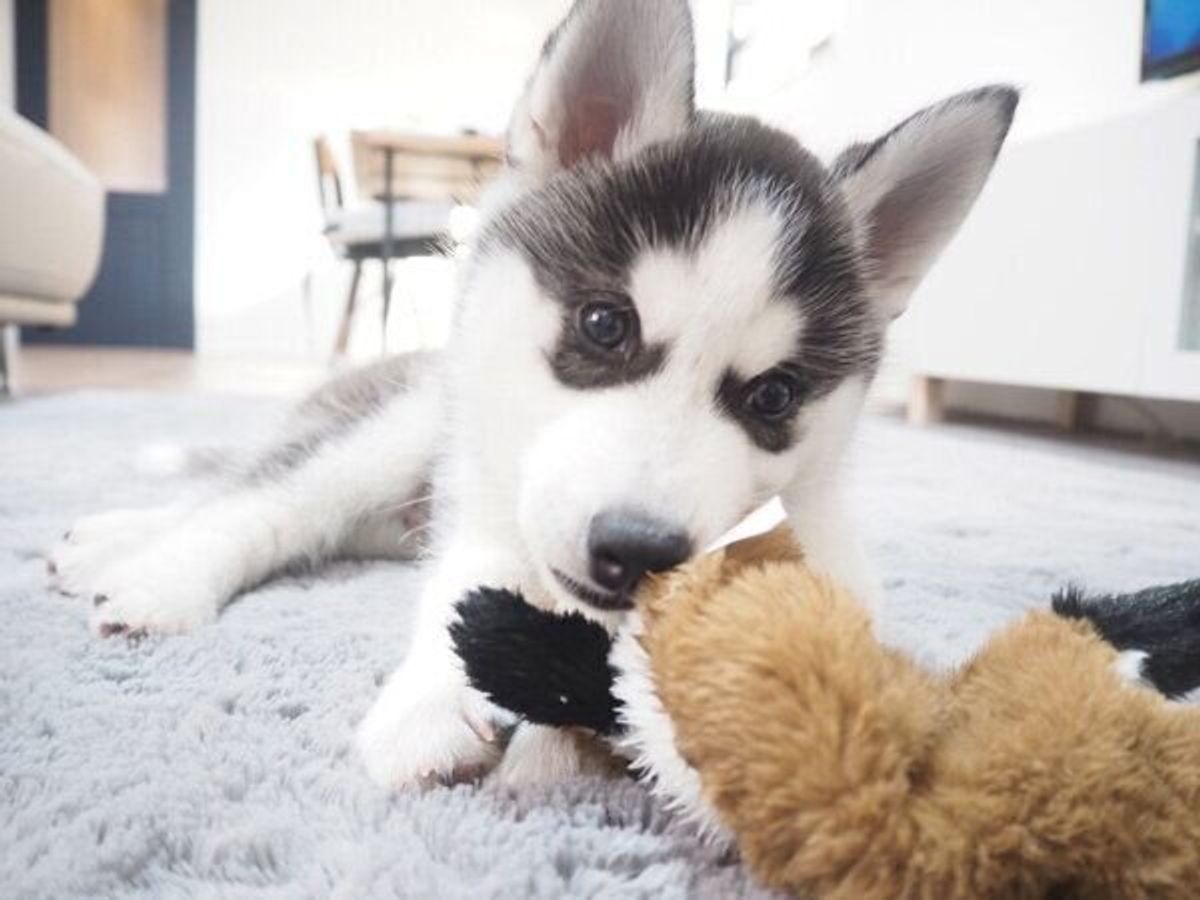 あどけない表情が可愛いハスキーの子犬 圧倒的彼氏感 のイケワンに成長していた いぬのきもちweb Magazine あどけない表情が可愛いハスキーの子犬 圧倒的彼氏感 のイケワンに成長していた いぬのきもちweb Magazine