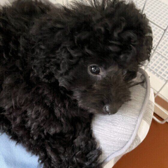 黒いトイ・プードル