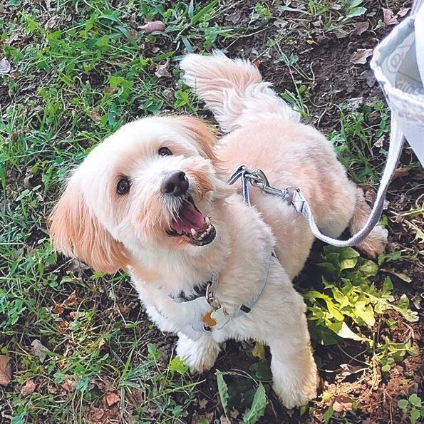 Ｋさんご家族に家庭犬として迎えられたのぶくん。自然豊かな場所にいっしょに行くのが楽しみに