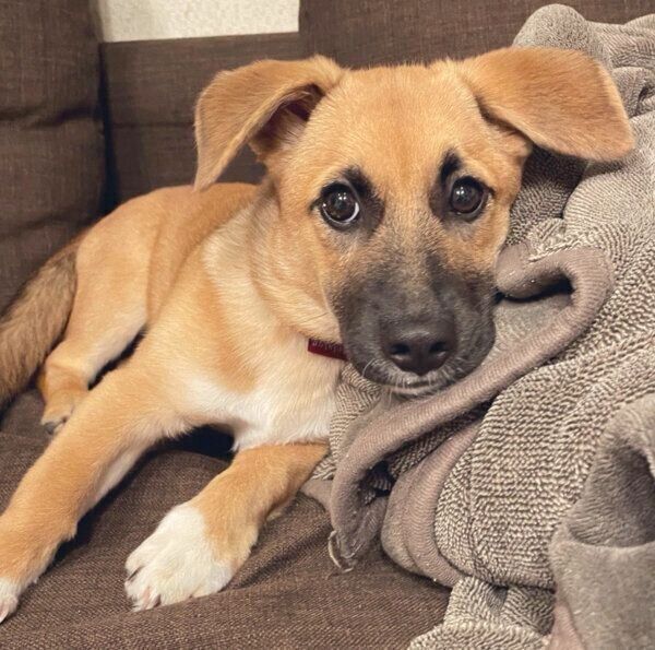 くつろぐぺこちゃん