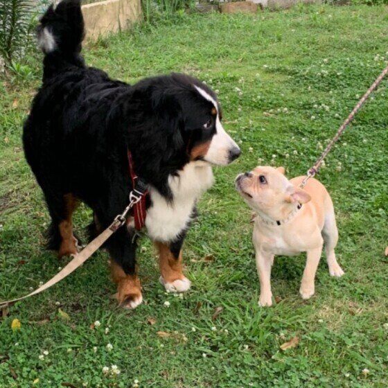 見つめ合う二匹