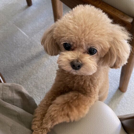 毛が抜けやすい犬と抜けにくい犬の違い いぬのきもち