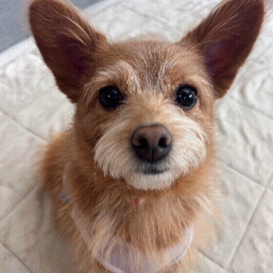 Mix（小型犬）のくるみちゃん♪