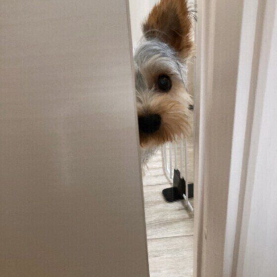 見つめるヨークシャー・テリア