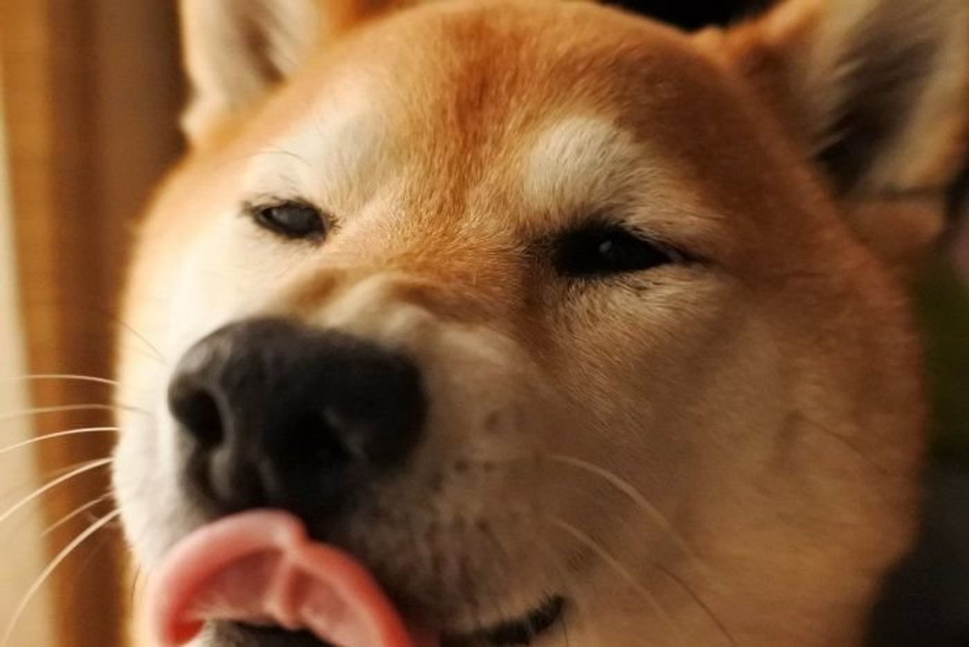 柴犬マロたん 柴犬の飼育放棄が増えていると言うニュースに思うこと いぬのきもちweb Magazine 柴犬マロたん 柴犬の飼育放棄が増えていると言うニュースに思うこと いぬのきもちweb Magazine