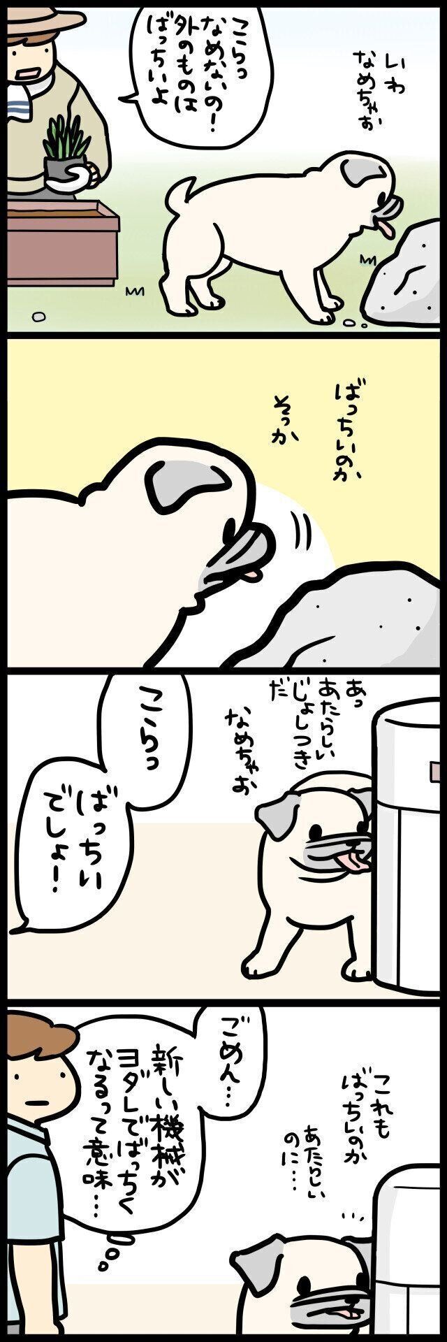 【連載】パグ犬・めー