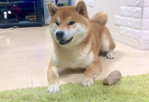 パパさんの言葉を真似するこむぎくん