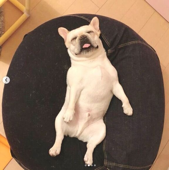 「人をダメにするソファ」で眠る先代犬・大福くん