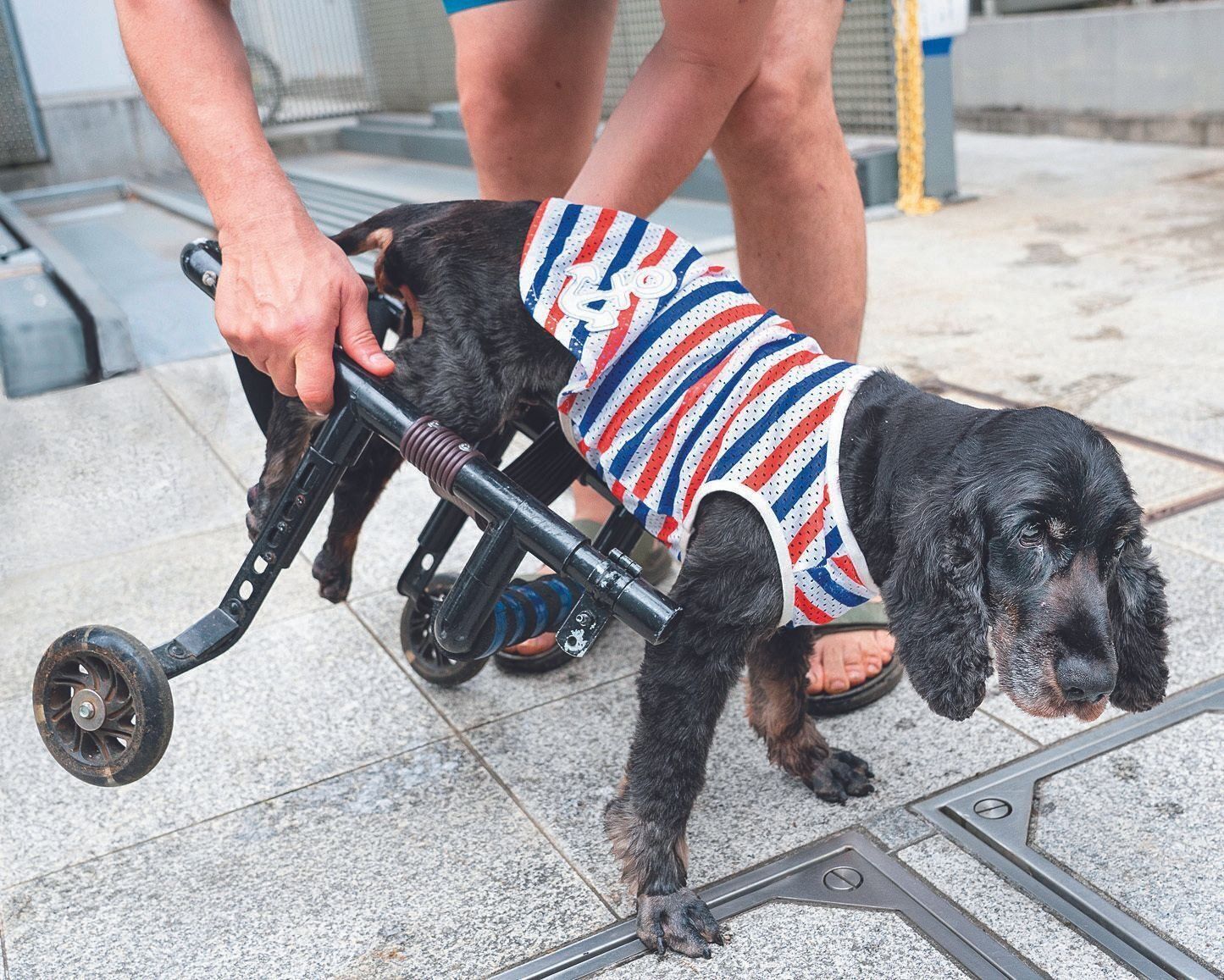 撮影／田尻光久