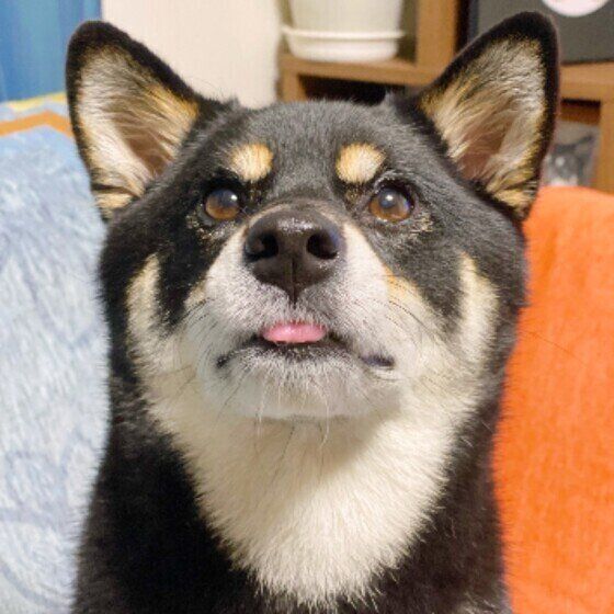 愛犬の幸せを考えて 日頃から意識していること は 参考にしたい飼い主の回答も いぬのきもちweb Magazine