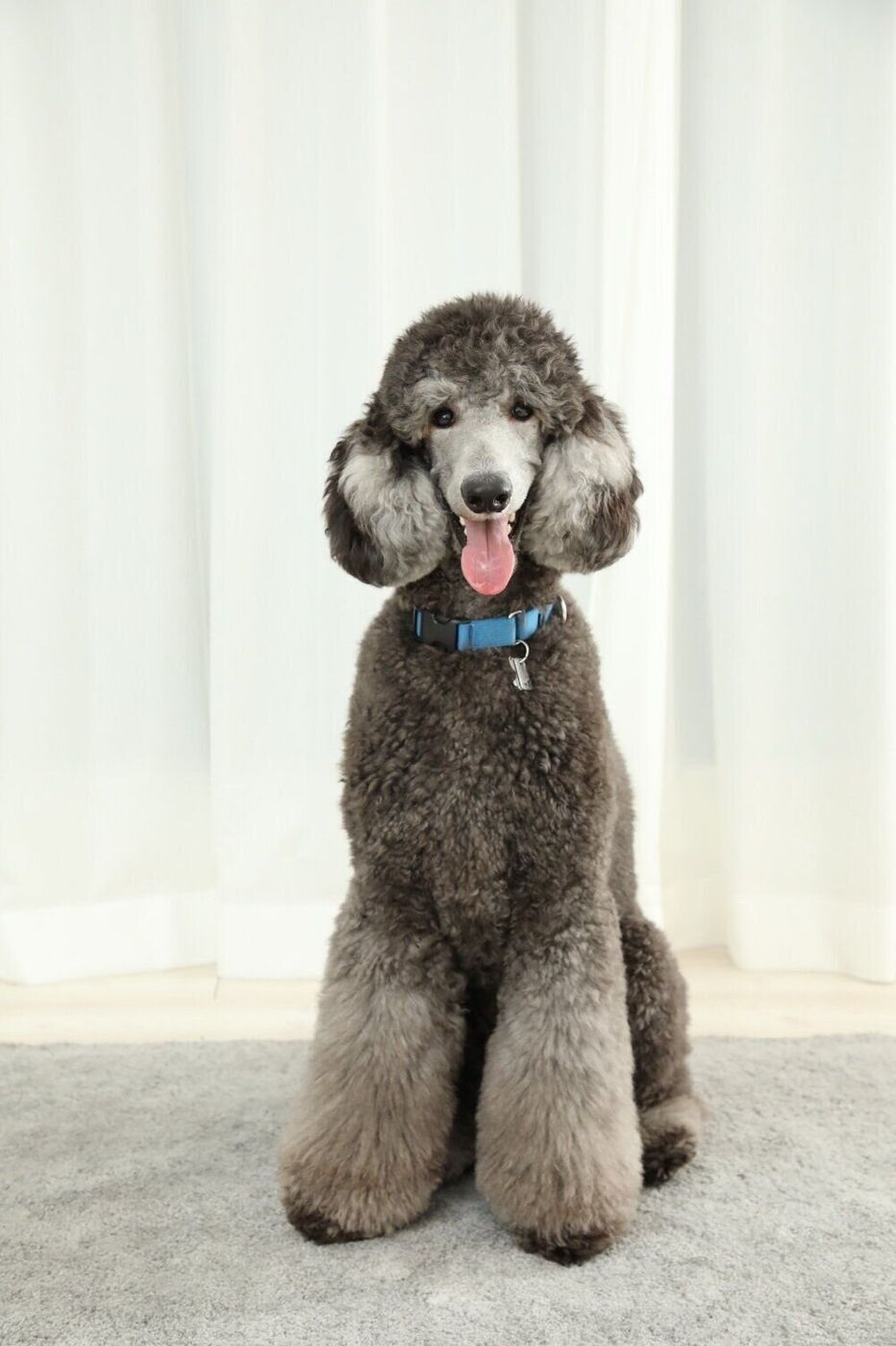 全部解けたら 犬種博士 愛犬家も迷う 激ムズ犬種クイズ にチャレンジ いぬのきもちweb Magazine 全部解けたら 犬種博士 愛犬家も迷う 激ムズ犬種クイズ にチャレンジ いぬのきもちweb Magazine