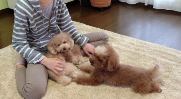 ケンカするトイ・プードル