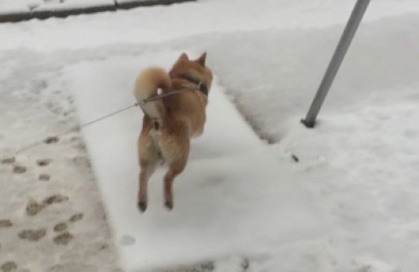 雪で滑る柴犬