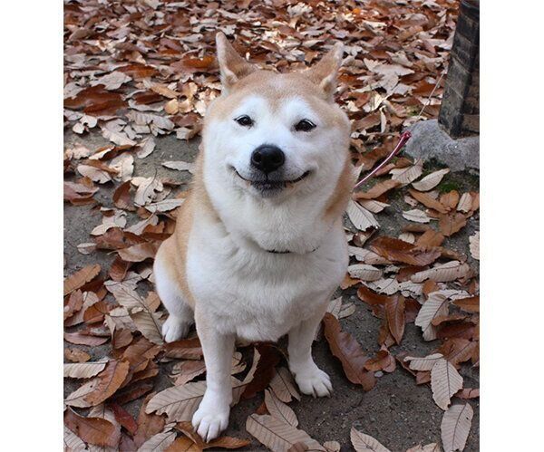 ニコニコ笑顔のこなつちゃん