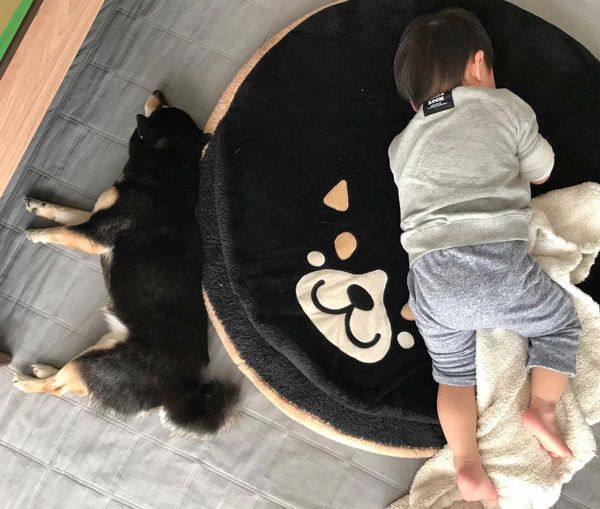 添い寝する柴犬