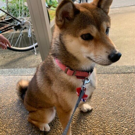 かわいい犬