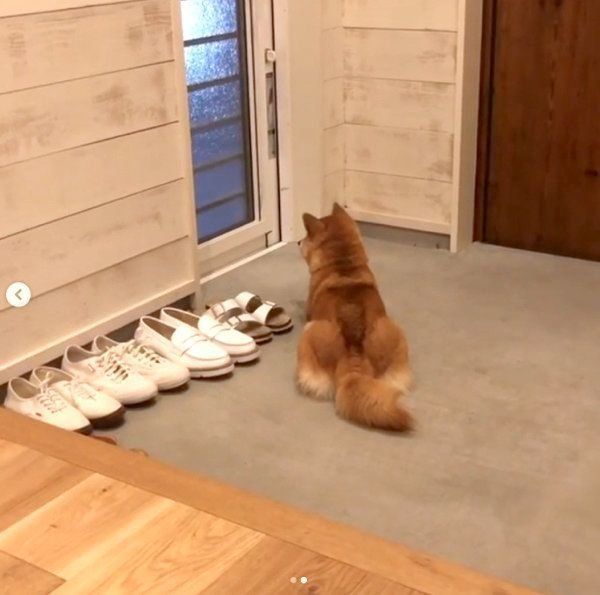 パパの帰宅を待つ豆柴